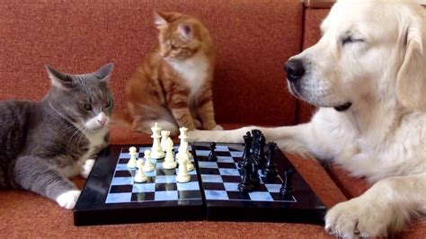 Pictures Of Dogs And Cats Playing Together - PictureMeta