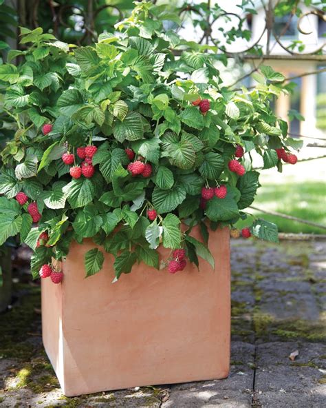 10 Best Fruits to Grow in Containers or Pots - Plant Instructions