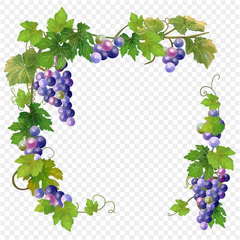 Vines Border Clipart PNG Images, Watercolor Vine Border, Grape, Rattan ...