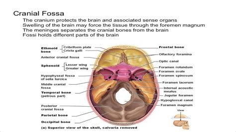 Cranial Fossa - YouTube