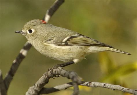 Ruby-crowned Kinglet | San Diego Bird Spot