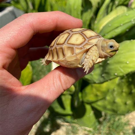 Baby Sulcata Tortoise – David's Jungle