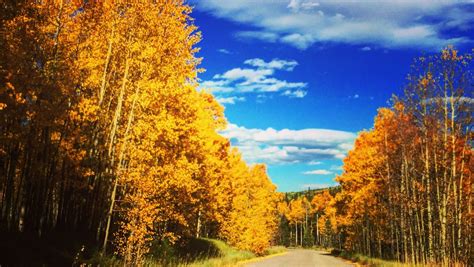 Colorado's fall colors