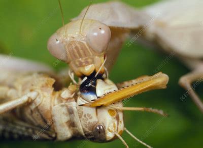 Praying mantis feeding - Stock Image - Z275/0020 - Science Photo Library