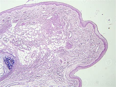 histology human tissue with microscope from laboratory 27222520 Stock ...