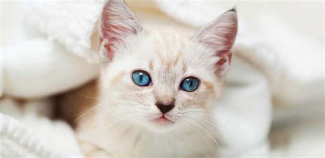 Siamese Tabby Cat Breed Traits and Personality