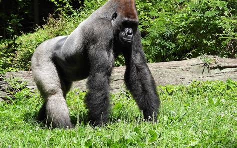 How Responsible Tourism Contributes to Gorilla Conservation Efforts