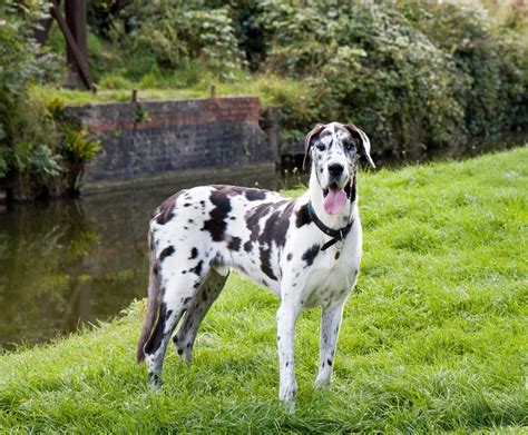 Great Dane Dog Free Stock Photo - Public Domain Pictures