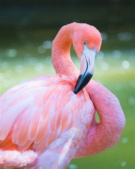 pink flamingo - Google Search Found this cute flamingo photo while ...