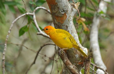 200 Birds: Introduced Birds of the Big Island, Hawaii: Song Birds