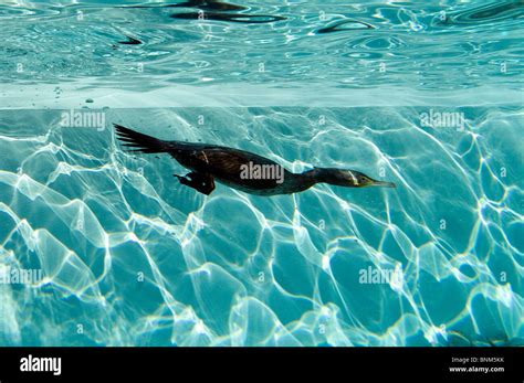 Cormorant diving Phalacrocorax carbo bird swimming dive underwater ...