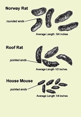 Pest Info - Roof Rats – Identification – What Rat Was That?