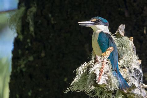 Norfolk Island. | BIRDS in BACKYARDS