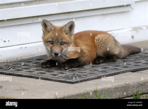 Red fox cubs playing Stock Photo - Alamy