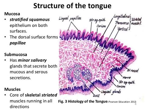 Tongue Histology Slide Labeled