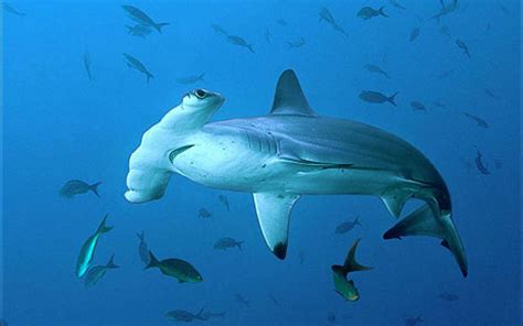 Hammerhead Sharks Wallpapers - Wallpaper Cave