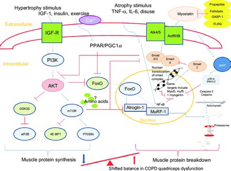 Summary of pathways controlling muscle protein synthesis (MPS) and ...