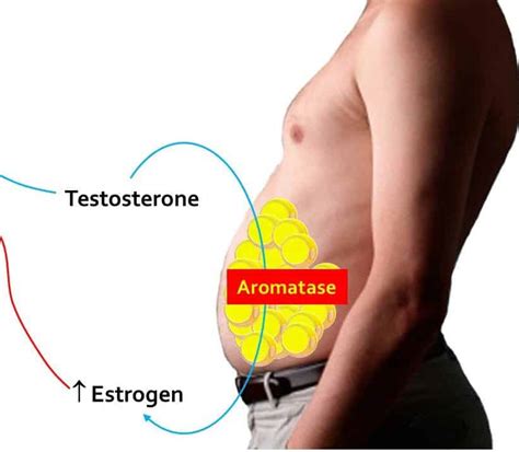 Estrogen In Men