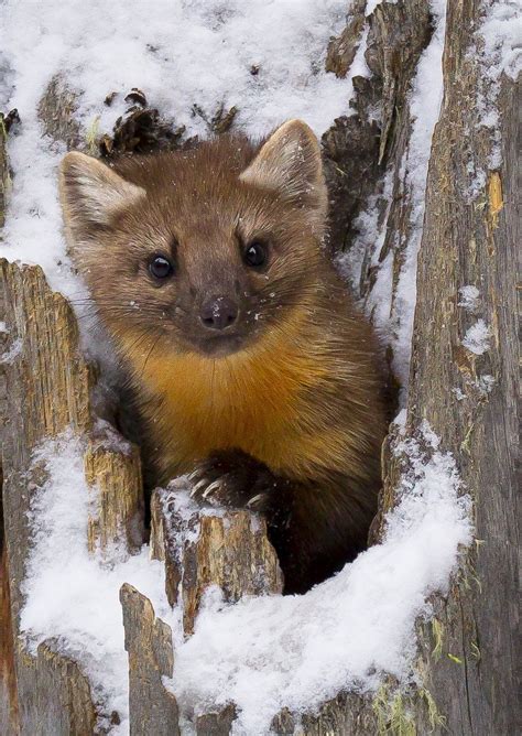 Can You Keep A Pine Marten As A Pet - Petspare