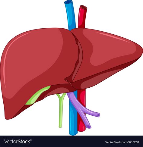 Liver anatomy of human body Royalty Free Vector Image