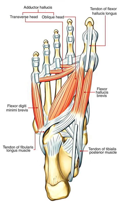 Flexor Digiti Minimi Brevis Mucles of the Hand and Foot: Learn Your ...