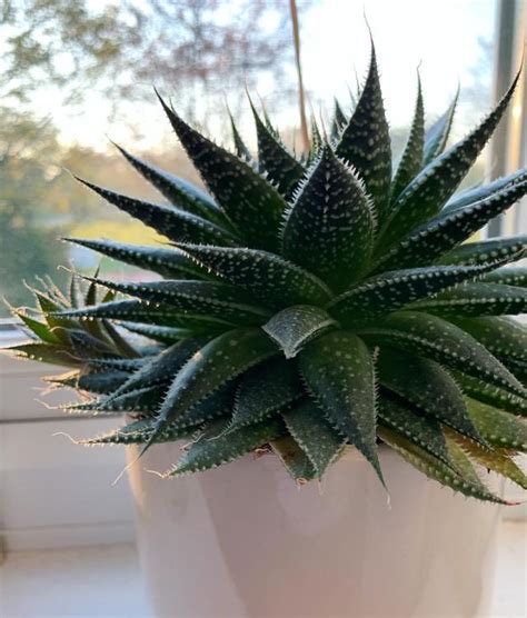 7 Best Low Light Succulents For Insufficient Light Environments