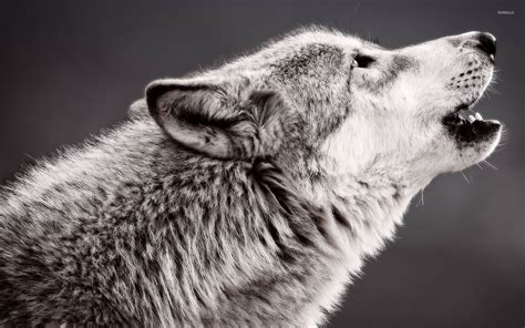 🔥 [68+] Howling Wolf Wallpapers | WallpaperSafari