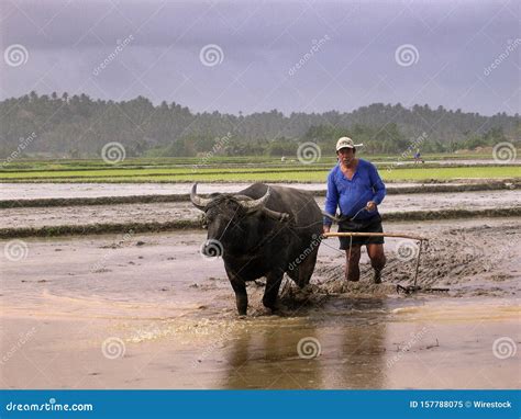 Farmer in Blue Shirt with Carabao Buffalo Editorial Image - Image of ...