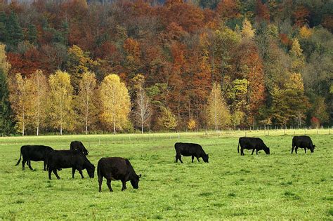 a herd of cattle grazing on a lush green field in front of trees with ...