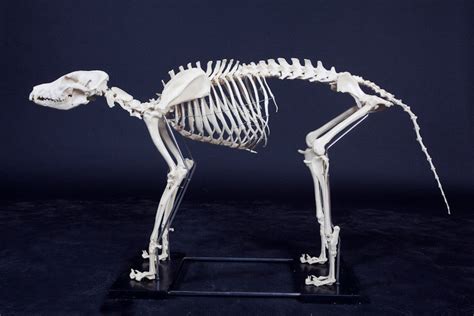 Large Dog Skeleton – Dapper Cadaver Props