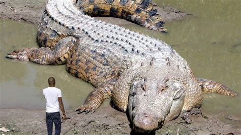 10 Largest Reptiles in the World (Crocodiles and Turtles) - YouTube