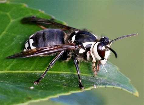 Big Black Bee Looking Bug / Mount washington, los angeles, california ...