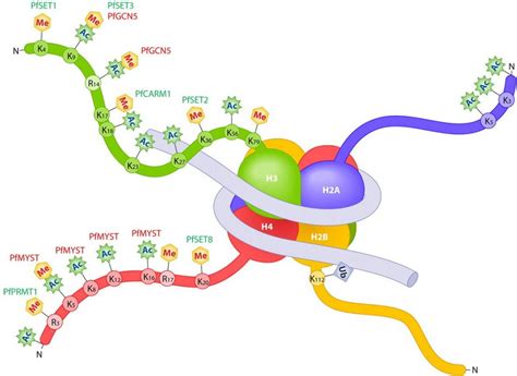 Twins and Epigenetics | The Skeptical Zone