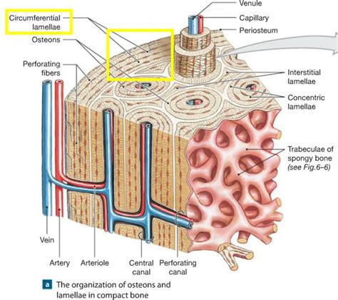 Chapter 6: Osseous Tissue and Bone Structure Flashcards | Easy ...