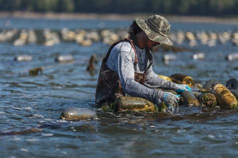 Our Farms | Taylor Shellfish Farms, Seattle WA