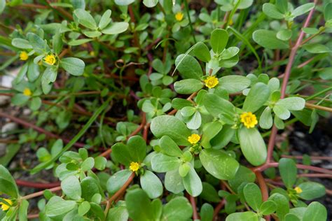 Guide to Purslane Identification & Control - Gecko Green Lawn Care ...