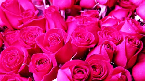 Pink Roses Backgrounds - Wallpaper Cave