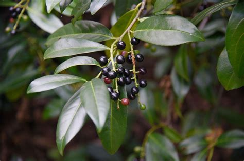 Cherry Laurel Berries