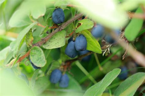 Lonicera caerulea var. kamtschatica ‘Anja’ | Viridis