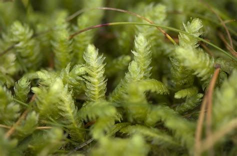 Moss gametophyte | Flickr - Photo Sharing!