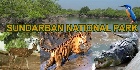 Sundarbans National Park: History, Attractions, Entry fee, Time to Visit