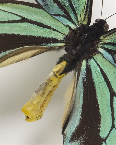 100 Years – 100 Objects: Queen Alexandra’s Birdwing | BEYONDbones