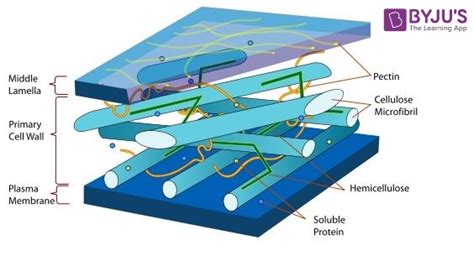 What Is Cell Envelope? - Composition, Types and Functions