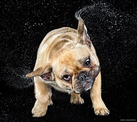 Shake: Slow Motion Photos Of Dogs Shaking Their Heads Published As Book ...