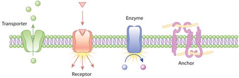 Examples of the action of transmembrane proteins | Learn Science at ...