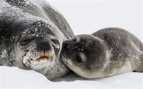 Baby Seal Wallpaper (54+ images)