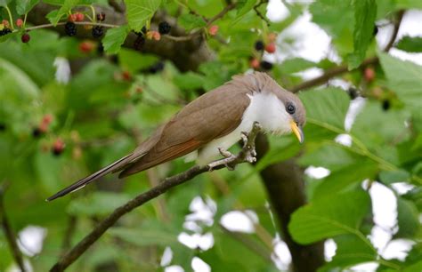 Yellow-billed cuckoo - song / call / voice / sound.