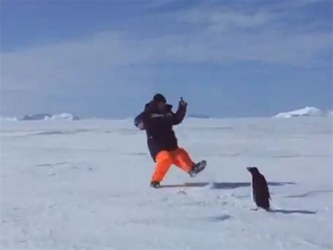 Cutest Attack Penguin Ever? [VIDEO]