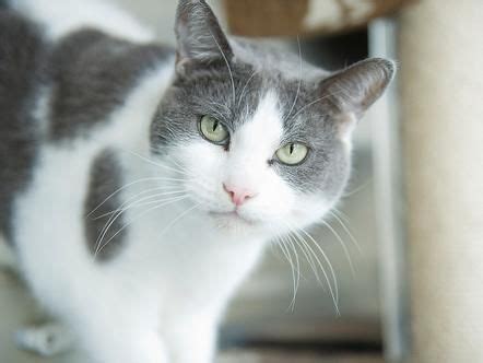 Gray And White Cat Breeds With Pictures - PictureMeta