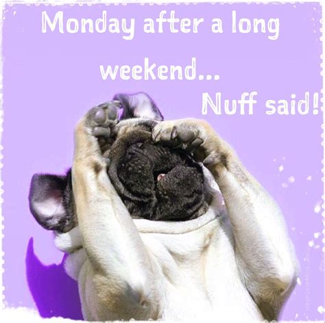 Monday humor | Animal funny | Cute dog | Long weekend | Tired: Monday ...